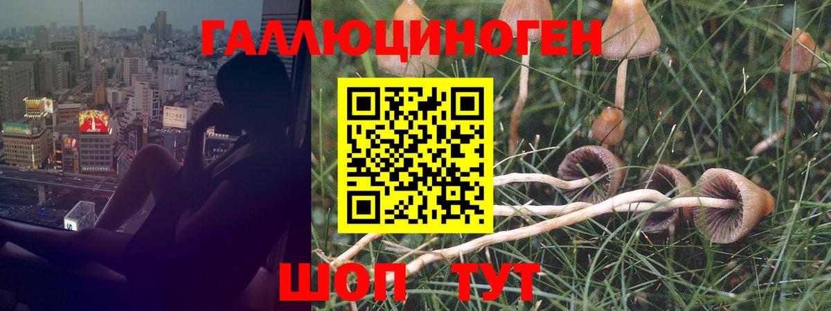 Сургут  Галлюциногенные грибы Psilocybine cubensis  Вход с VPN 